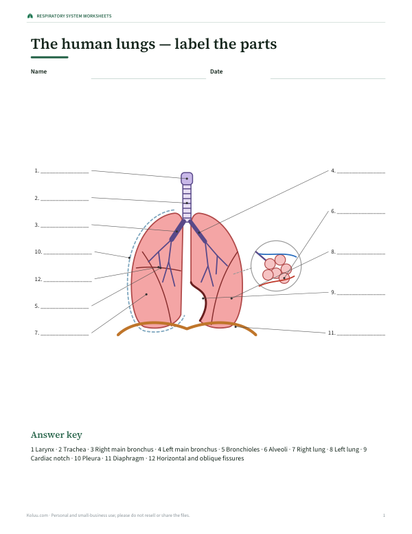 Preview of Printable Human Lungs Labeling Sheet